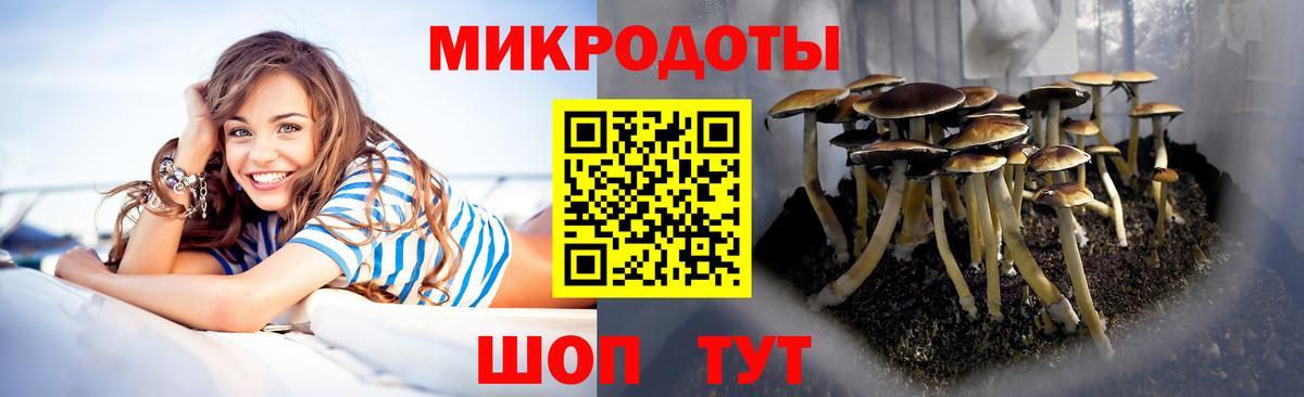 Галлюциногенные грибы Psilocybe Киреевск